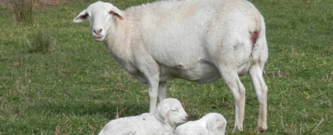 Kalnari Australian Whites