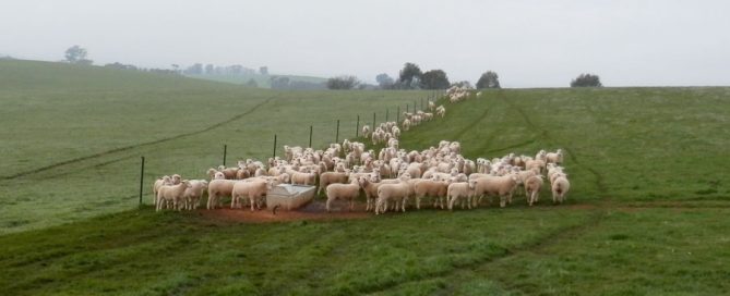 Kalnari Australian Whites