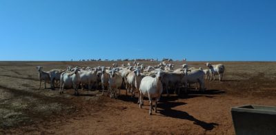 Ewes maintain condition following 2 dry years 2019