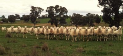 Maiden ewes 12-14 mths, on the point of lambing