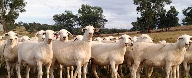8-10 month old ewes born 2017, grown on minimal pasture