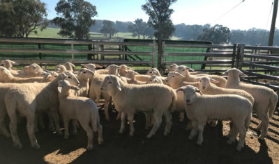 4-6 week old lambs born Autumn '19 weighing up to 24kg