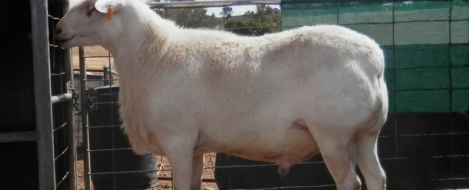 Kalnari Australian whites