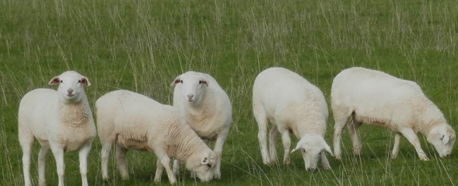 Kalnari Australian White Sheep Stud