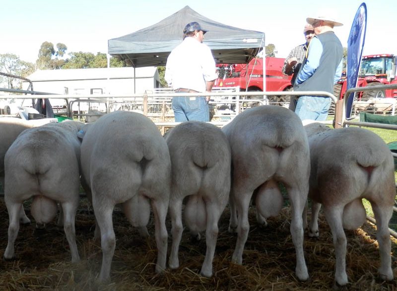 Flock rams on display at Riverina Field Days 2016