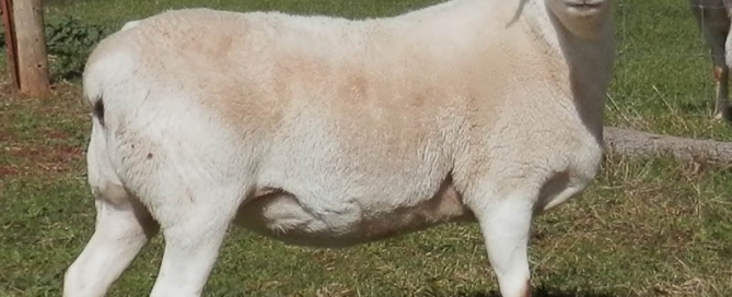 Kalnari Australian Whites