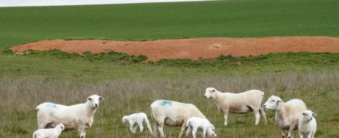 Kalnari Australian Whites