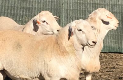 12-14 month old flock rams