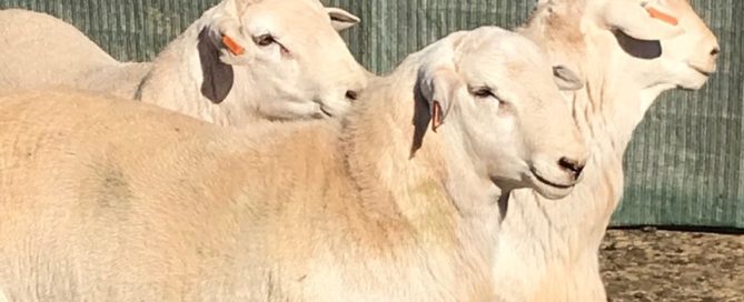 12-14 month old flock rams
