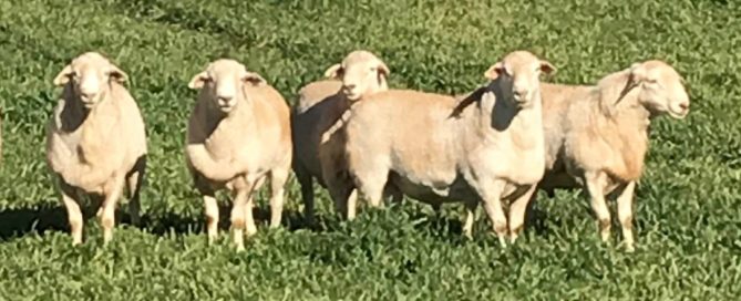 Flock rams 12 months old, June '19.