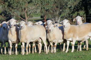 Purebred Australian White rams will be on display at Henty from the Kalnari stud.