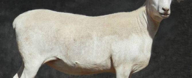A KALNARI purebred Australian White ewe at 16 months (left). Shedding breeds are an increasingly important part of the high performance prime lamb industry.