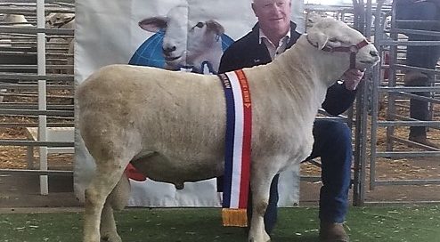Stud ram purchased 2018