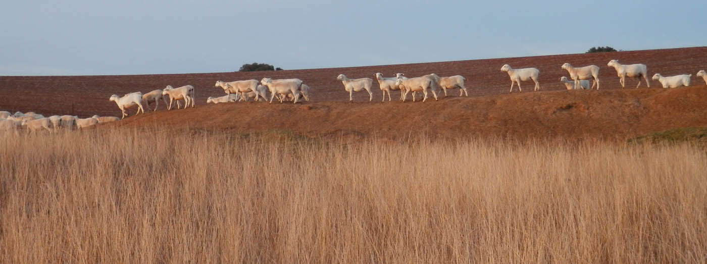 Kalnari Australian Whites