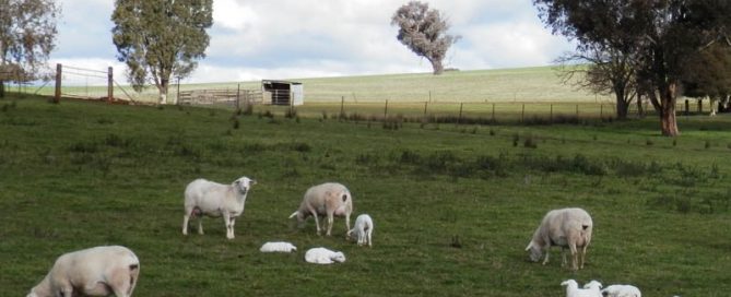 Kalnari Australian Whites