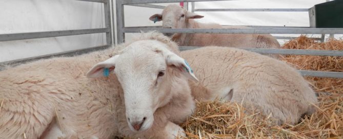 Kalnari Australian whites