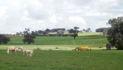 Kalnari Australian White Sheep Stud