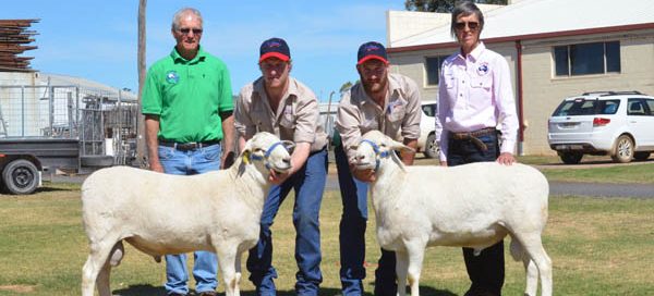 Malcom and Kerrie Plum, Kalnari Austalian Whites, Tarcutta, with Lachlan and Brayden Gilmore, Baringa Australian Whites, Oberon (centre), and the two rams the Plums purchased at the sale.