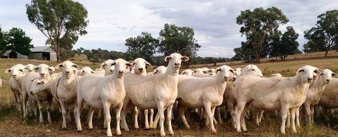 28165187_985331601621379_1301473471730834057_o