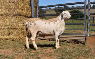 AuctionsPlus Sale – January 2024