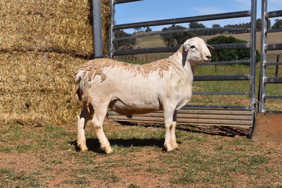 AuctionsPlus Sale – January 2024