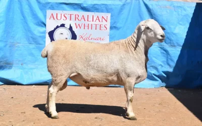 2023 Kalnari Australian Whites Online Sale