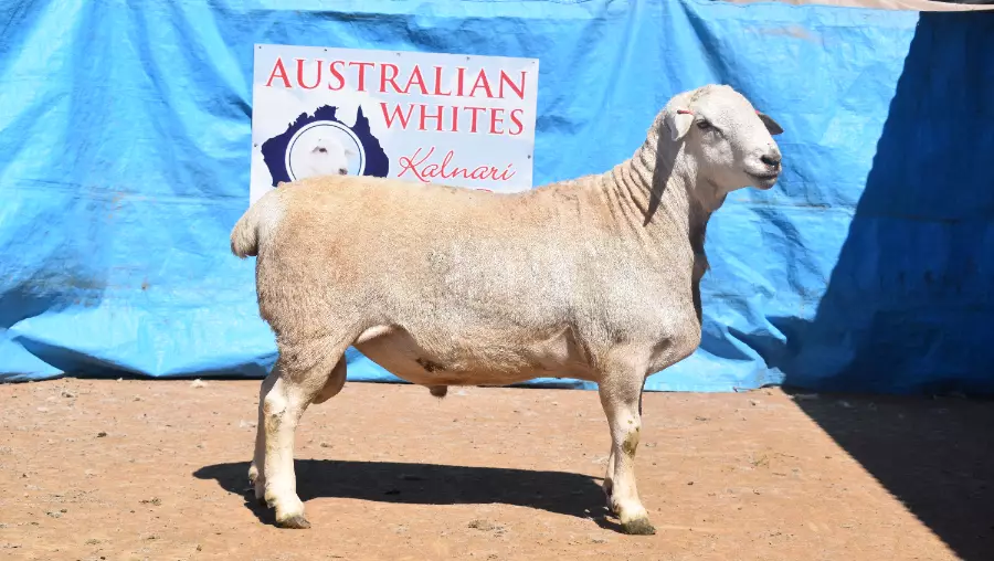 2023 Kalnari Australian Whites Online Sale